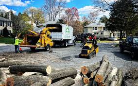 Trusted East Los Angeles, CA Tree Services Experts