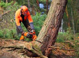 Seasonal Cleanup (Spring/Fall) in East Los Angeles, CA