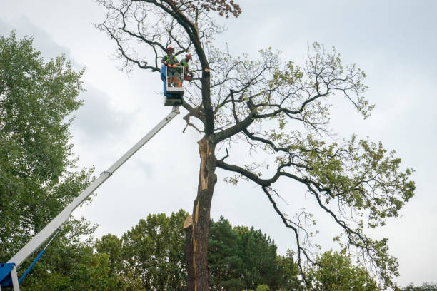 Tree and Shrub Care in East Los Angeles, CA