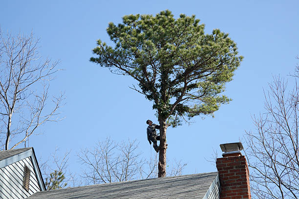 How Our Tree Care Process Works  in  East Los Angeles, CA